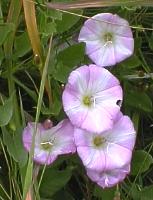 Parmi les fleurs les plus matinales figurent le Liseron des haies qui s'ouvre vers 3 h du matin et le Salsifis qui s'veille une heure plus tard .
