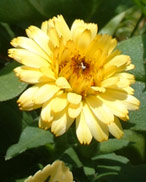 La fleur du Souci s'panouit entre 7 et 8 heures ( bientt rejointe par la fleur du Mouron rouge ).