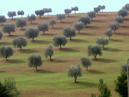  la campagne en Toscane 