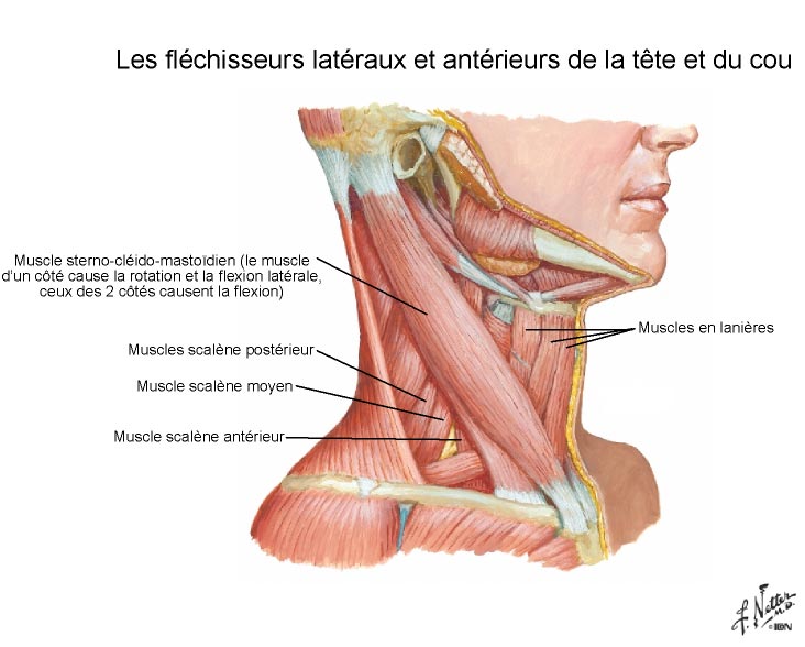 Les domaines du traitement de lépine dorsale